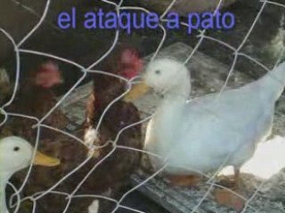 pelicula