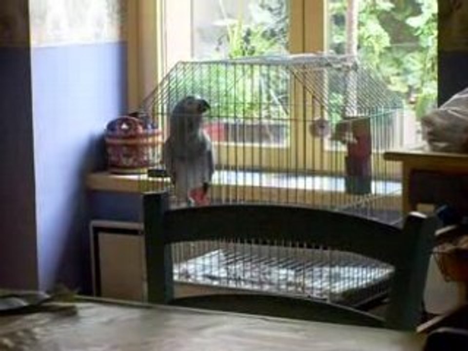 Pepito video