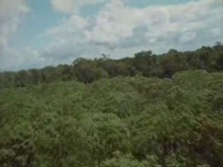 Pink Floyd - Pigs (Three Different Ones)