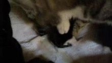 Third kitten