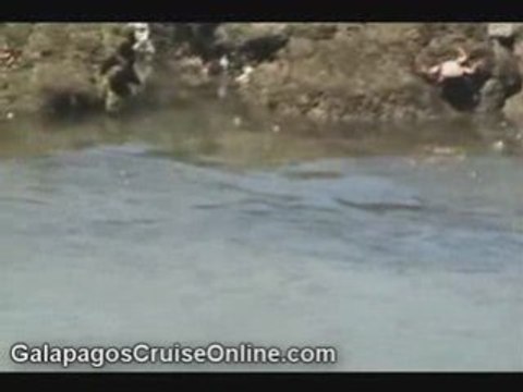 Sea Turtles in The Galapagos Islands (tour video)