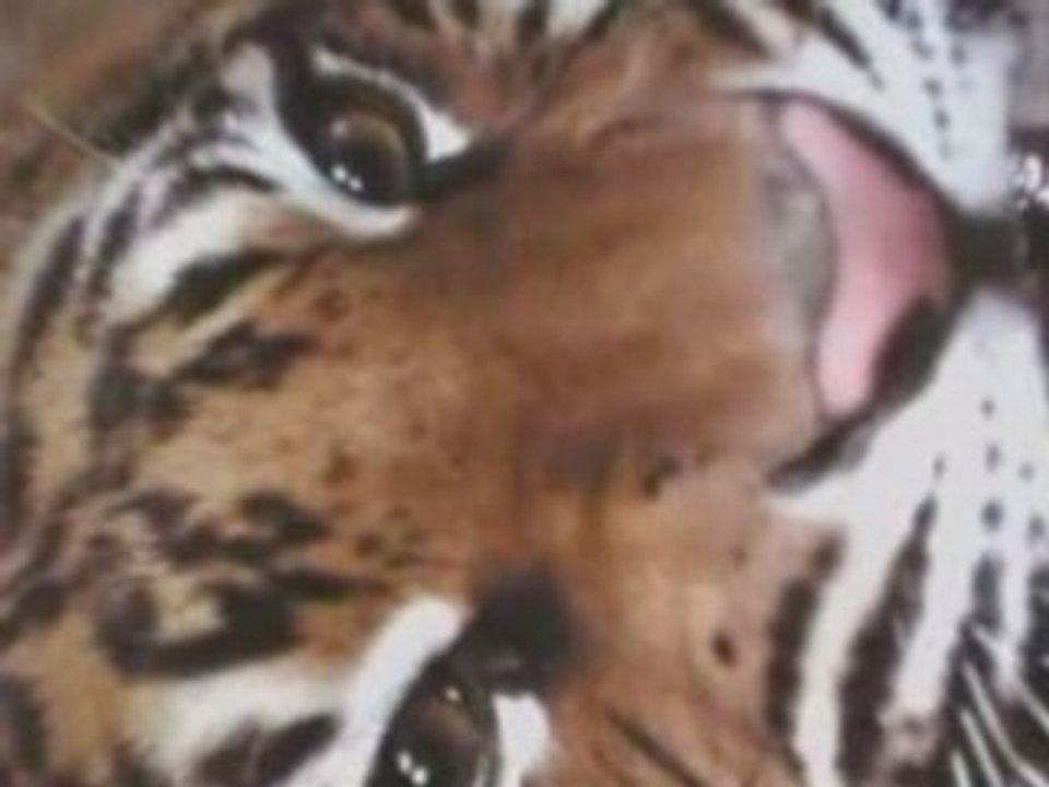 amv tigres- the escapist