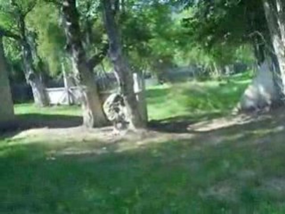 paintball veckring 31/08/08