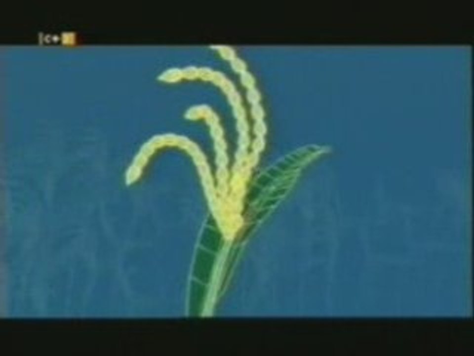 Arroz transgenico con carotenos