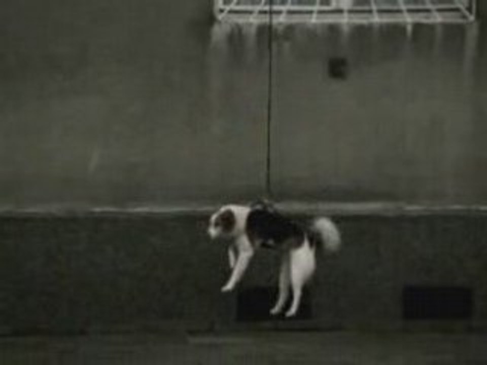 Walking the dog