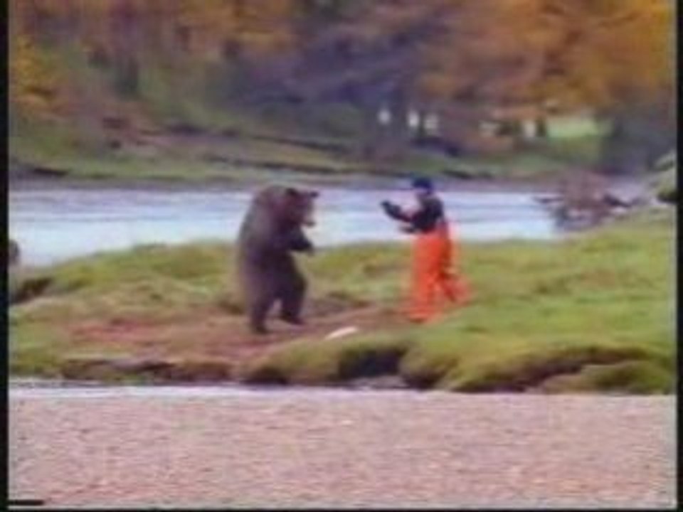 il se tappe avec un ours pour du saumon