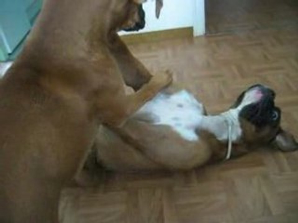 dolly et attila
