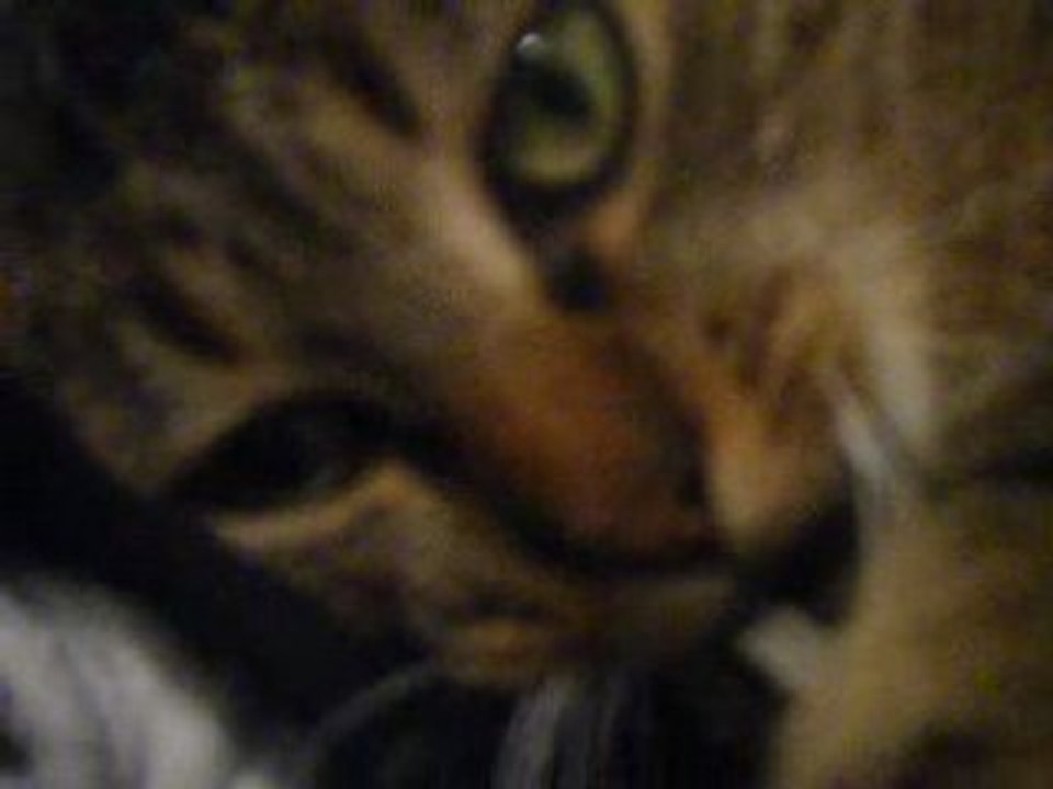 mon chacha