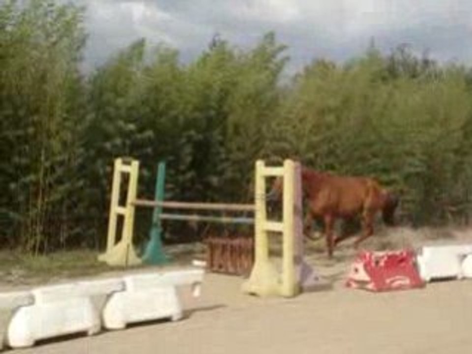 Qauntus oxer1