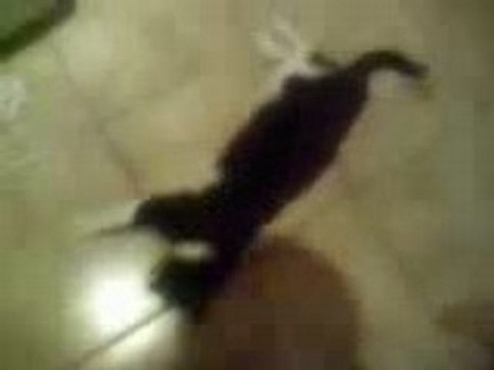 Video-0001