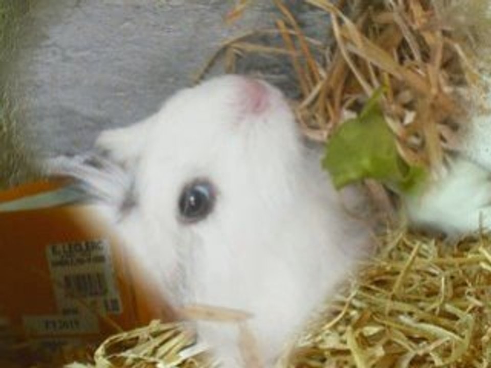 Video de Vanille