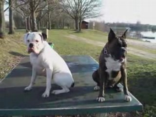 Montage filles boxer