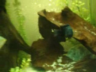 deuxieme bac...rio 300