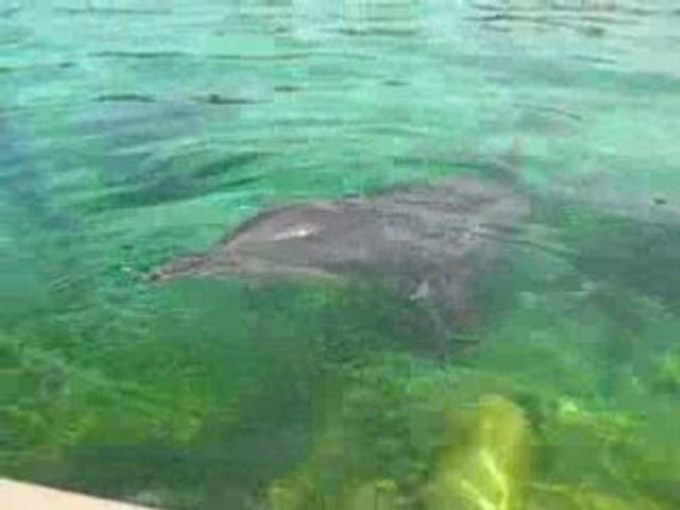 dauphin a marineland