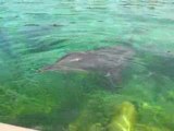 dauphin a marineland