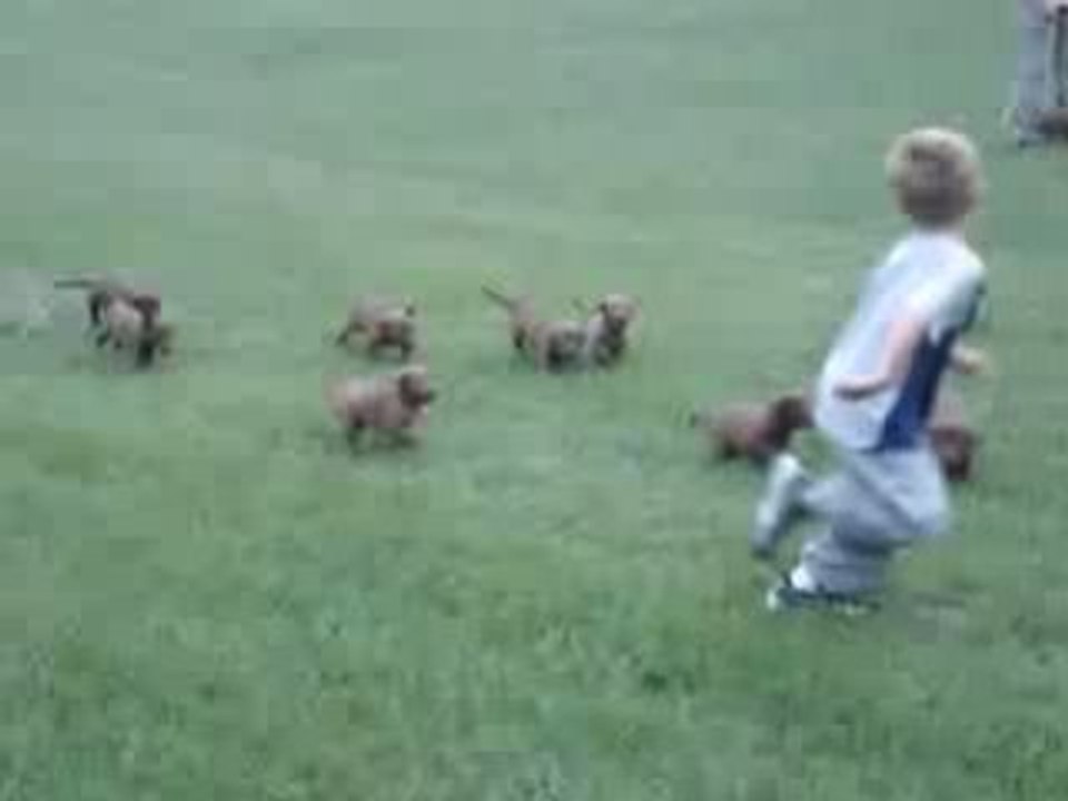 enfant poursuivie par une meut de chien