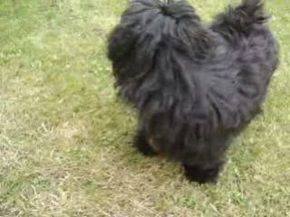 Bichons