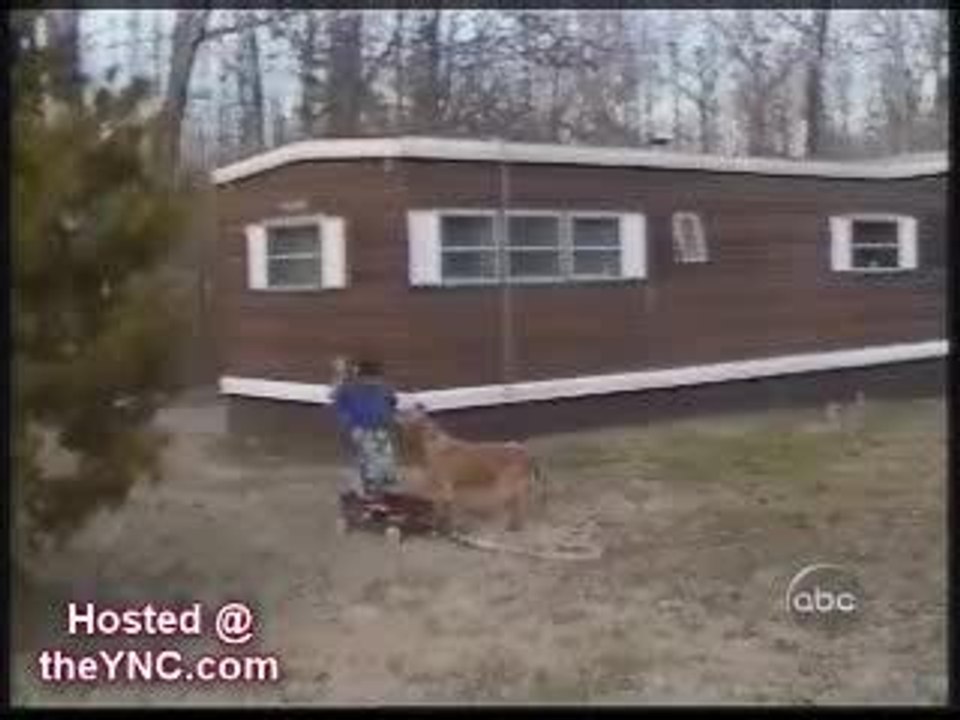 dogscompilation_1