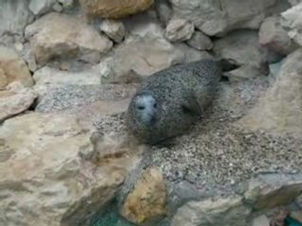 orque marineland antibes