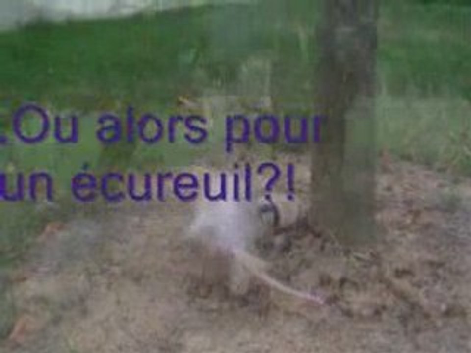 Eljy & Timon