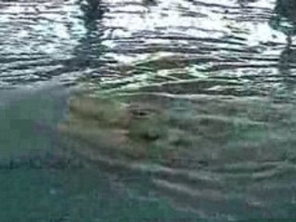 Duo 1 Aix Natation Synchronisée N1 junior 2008