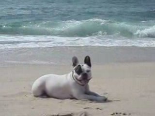 Vanille  s'éclate à la plage