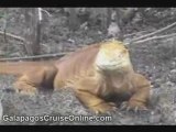 Turtles in Galapagos - Galapagos Islands Tour