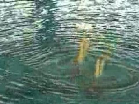 Duo 1 Lyon Natation Synchronisée N1 junior 2008