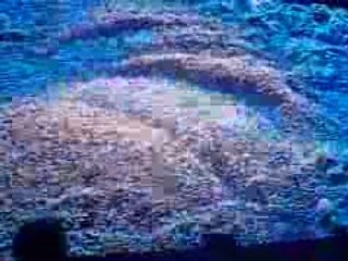 Nine Inch Nails - The Greater Good (2008-07-29 Calgary AB)