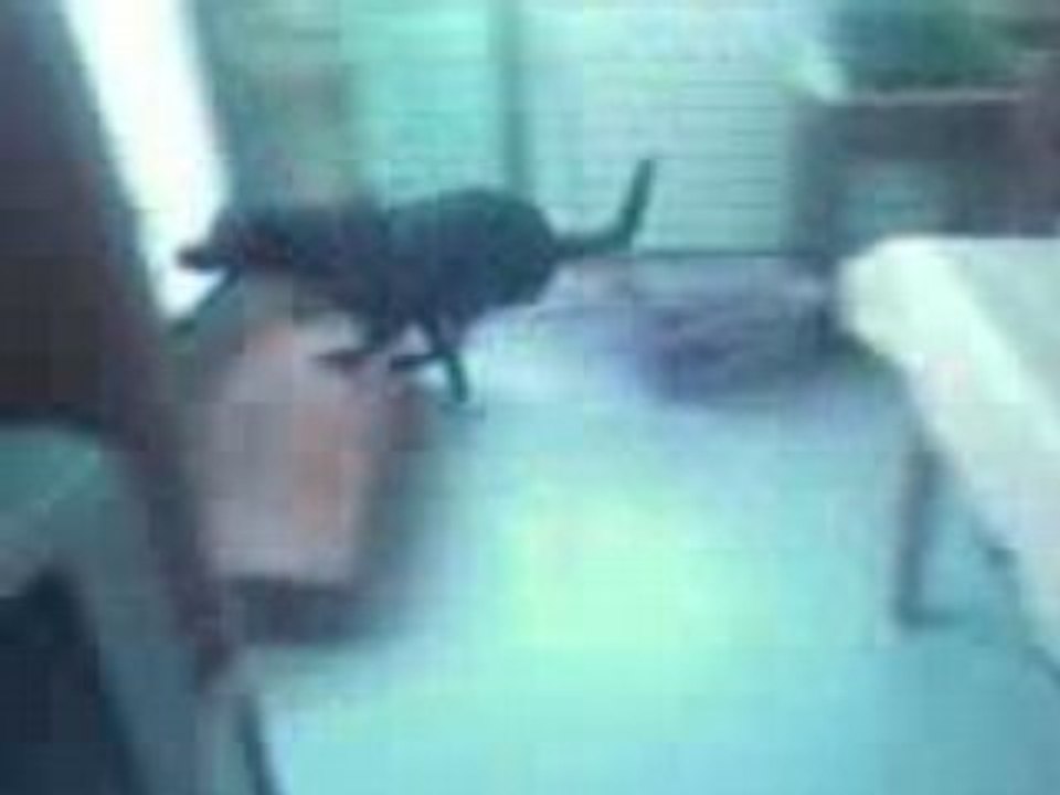 shadow et son bonbon 2