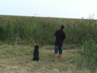 Bess rapport marais septembre 08 Labradors