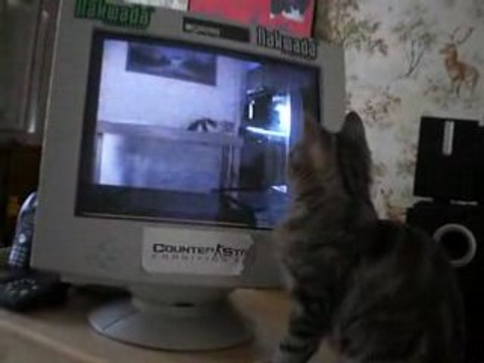 Caline regardant une video de chat!!!