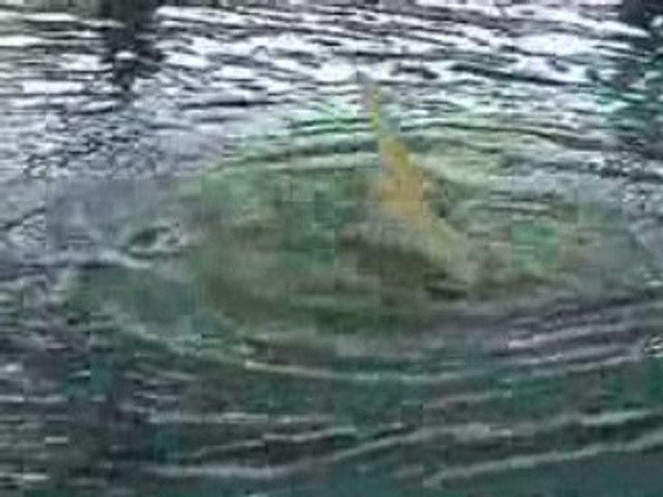 Duo Sete Natation : championnat de france n1 junior 2008