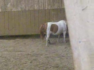 Galipette et les shetlands