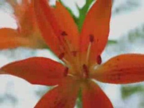 Поющие цветы в кадре