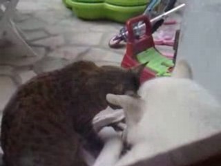 Petite scéance de toilettage!