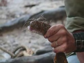 Sauvetage d'un Cobra Royal // King Cobra rescue