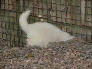 Chiot "patou" du Haras de Chante-Neige