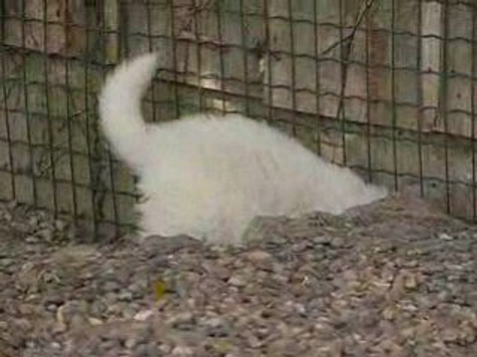 Chiot "patou" du Haras de Chante-Neige