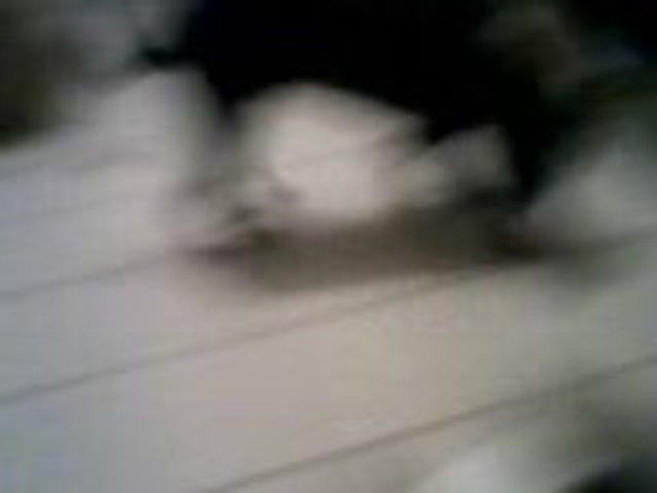 cassie rottweiler joueur