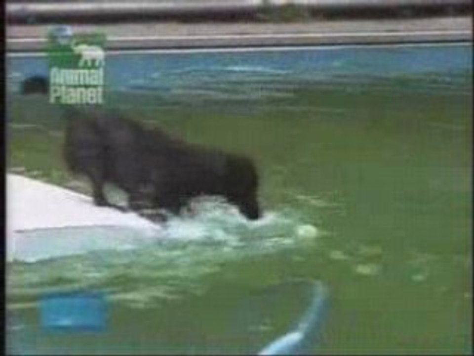 Dog In Pool