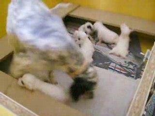 Chiots Black jack et Cally