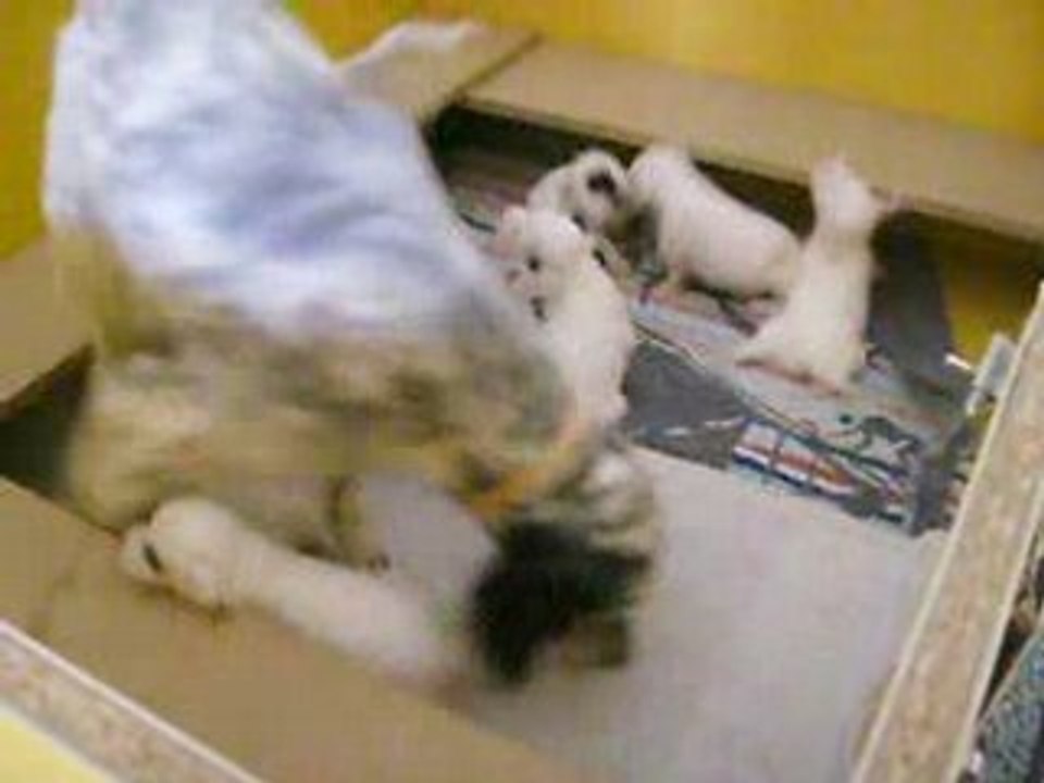 Chiots Black jack et Cally