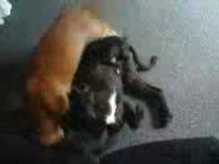 petites bagarres amicales entre akita (le staf) et capone