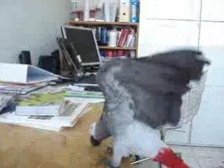 TU ES FOU STOP A QUI BASTA COSI