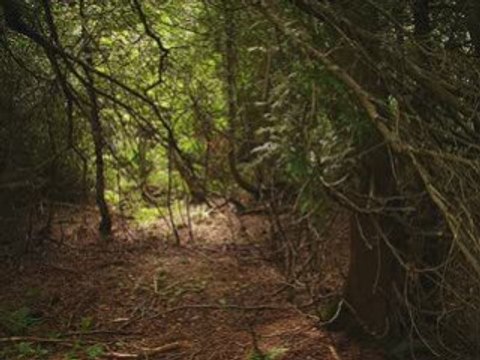 Compo black metal ambient 1