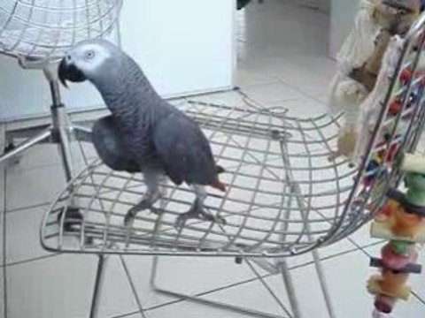 MAKI CHANTE ZOUZOU ZOUZOU UN PEU D'AIOLI