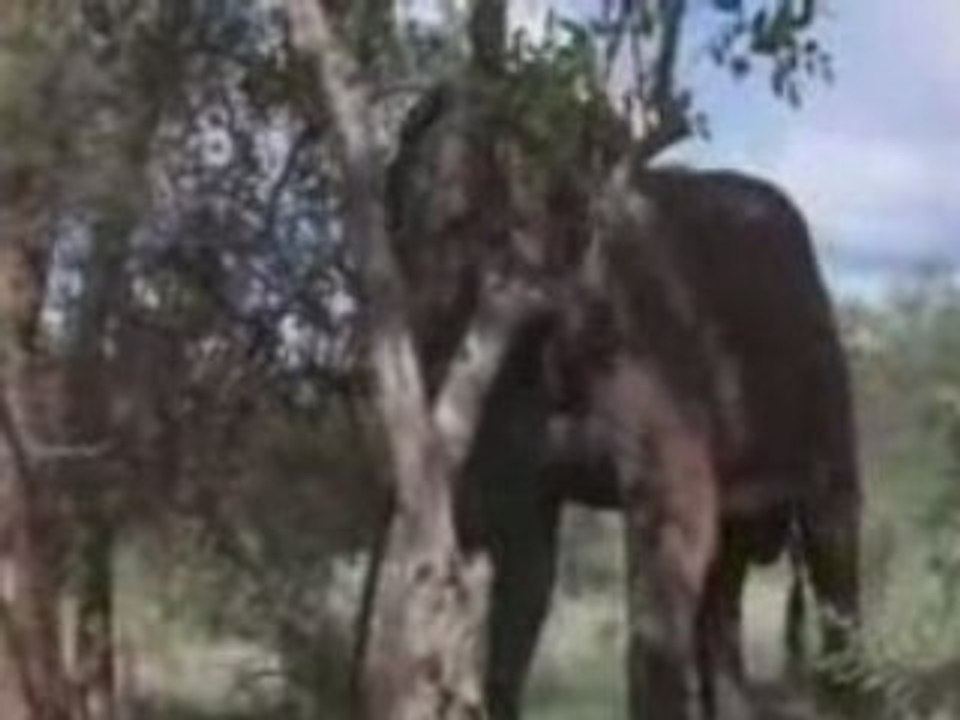 Amarula