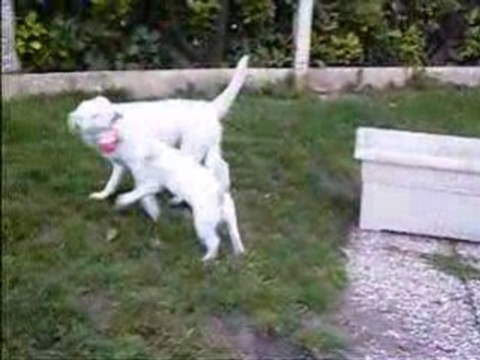 Caly et Dudu