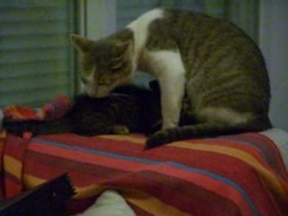 Dernière tétée de Câline